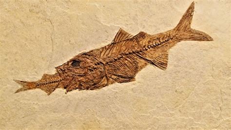 古代魚種類|古代魚の代表種一覧！初心者でも飼育しやすい種類は？ – Fish。